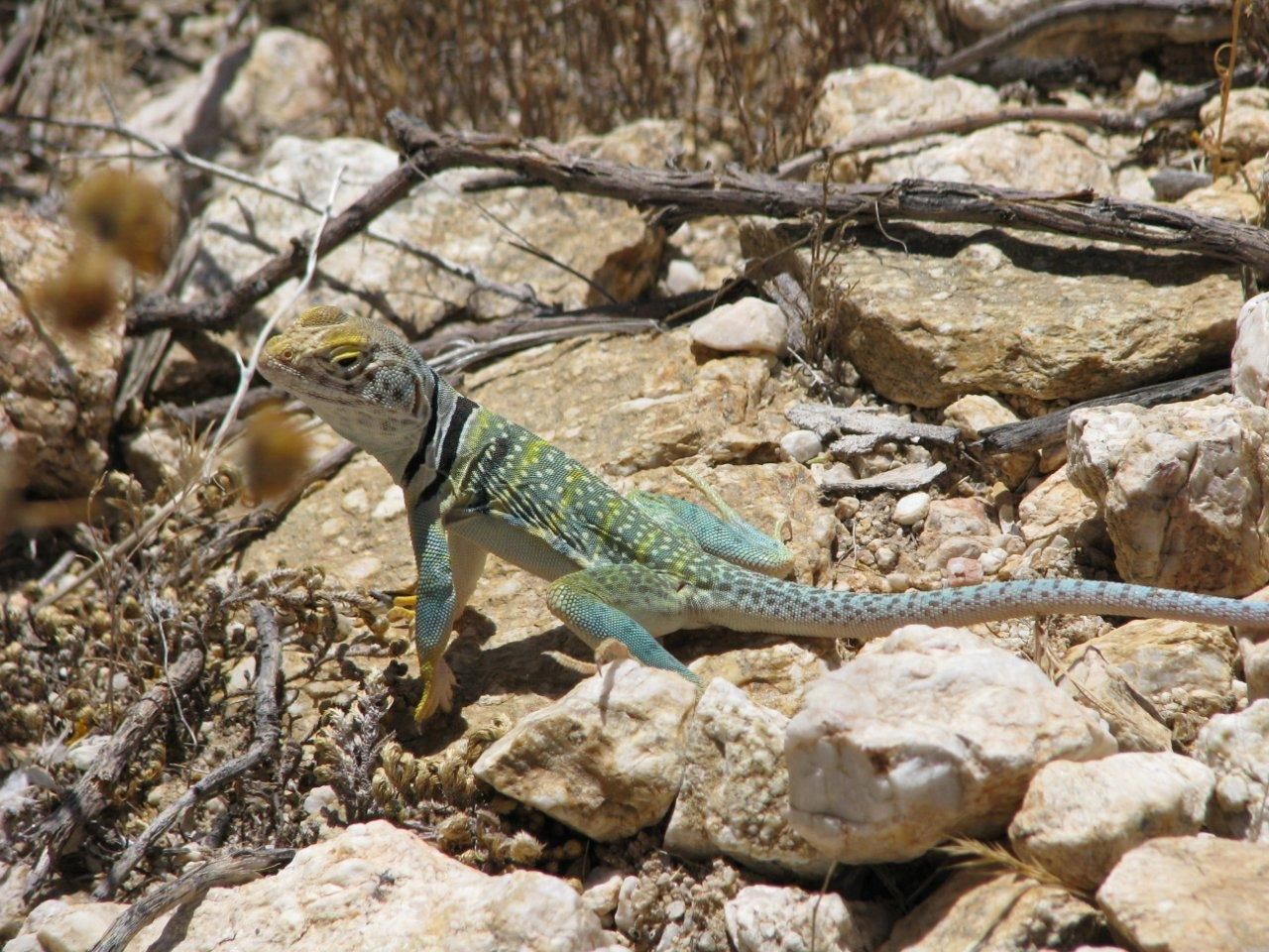 Lizard